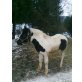 Haflinger und Tinker - Hengst