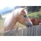 HaflingerMix  - Stute