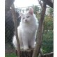 Hagrid, Neva Masquarade - Kater