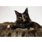 Haiti, Maine Coon - Katze