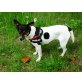 Hajo, Ein kastrierter Jack-Russel-Mischl - Rüde