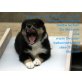 Hakon Lütt Jung vom Reiterwappen, Sheltie Welpen - Rüde