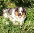 Hakuna, Border-Collie - Rüde