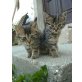 Halbangoro Tigerkatzenbabys - Katze