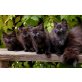Halbgötterwurf, Norwegische-Waldkatze - Katze