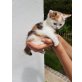 Halbperser und Hauskatze - Katze