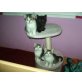 Halbperserchen, Perser Hauskater - Kater