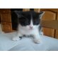 Halbperserchen, Perser / Kater - Kater