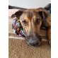 Halcon, toller Galgo-Mix - Rüde