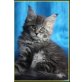 Hale of Dantes Peak, Maine Coon - Kater
