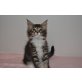 Halima, Maine Coon - Katze