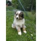 Halliwell`s wild Spirit, Australian Shepherd Dog Welpen - Rüde