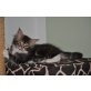 Halona, Maine Coon - Katze