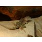 Halsbandleguan