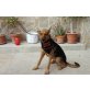 Hamelín, Außergewöhnlicher Hund sucht eine Familie! - Rüde