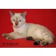 Hamish Katzenbaby, Bengalkatze - Kater