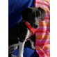 Hamlet, Beagle-Mischling - Rüde