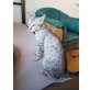 Hanabi, Savannah - Katze