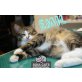 Handi-Soul-Cat EMIL  - Kater