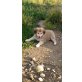 Hank, sucht ein Körbchen - Rüde