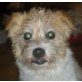 Hanka 2, Terrier - Hündin