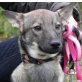 Hanky, Pinscher im Wolfsmantel - Rüde
