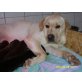Hanna, Labrador Retriever Welpen - Hündin