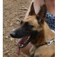 Hanna, Malinois - Hündin