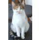 Hanna, Mischling - Katze