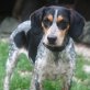 Hanna, Spaniel Mix Hündin - Hündin