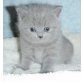 Hannah, Britisch Kurzhaarkatze - Katze