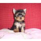 Hannah, Hope & Harry, Yorkshire Terrier Welpen - Hündin
