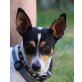 Hannah, Jack Russell Mix - Hündin