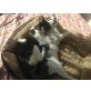 Hannchen und Gretchen, EKH - Katze