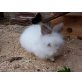 Hannes, Angora-Löwenkopf - männlich