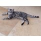Hannes, Britisch Kurzhaarkatze - Kater