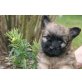 Hannes, Cairn-Terrier Welpen - Rüde