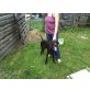 Hannes, Labrador-Deutsch Kurrhaar, schokobraun - Rüde
