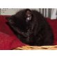 Hannes, Unglückskaterchen - Kater