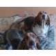 Hanni, Basset - Hündin