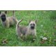 Hanni, Helene u. Henny, Cairn-Terrier Welpen - Hündin