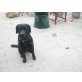 Hanni, Labrador Retriever - Hündin