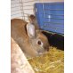 Hanni & Nanni, Zwerkaninchen-Mix - weiblich