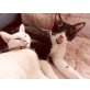 Hanni&Nanni-das Glück kommt gleich doppelt, EKH-Mix-Geshwisterpärchen-nur zusammen - Katze