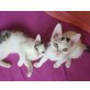 Hanni und Nanni, Mischling - Katze
