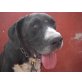 Hannibal, Dogge Mix - Rüde