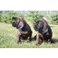 Hannoverscher Schweisshund Welpen - Hündin