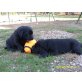 Hanny, Labrador Retriever Welpen - Hündin