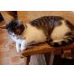 Hansi, Hauskatze Katerchen Hansi - Kater