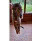 Hansi, Perser / Hauskatze - Kater